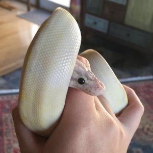 Meet your Posher, Nichole